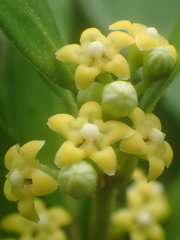 Gymnema sylvestre