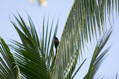 Crypsirina temia