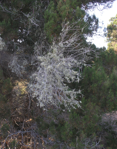 Juniperus image