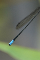 Acanthagrion speculum
