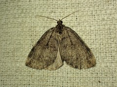 Hydriomena furcata