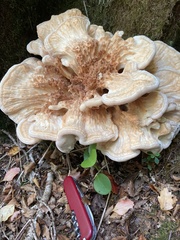 Bondarzewia kirkii