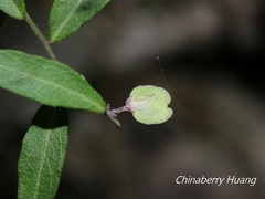 Polygala japonica