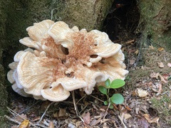 Bondarzewia kirkii