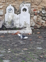 Columba livia domestica