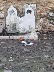 Columba livia domestica