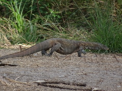 Varanus niloticus