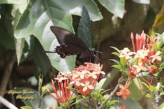 Papilio karna