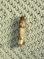 Notocelia culminana
