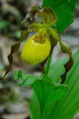 Cypripedium parviflorum pubescens