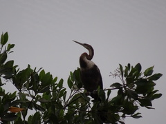 Anhinga rufa