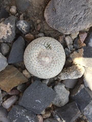 Epithelantha