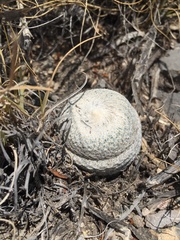 Epithelantha