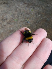 Bombus terrestris