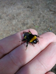 Bombus terrestris