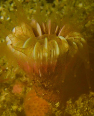 Caryophyllia