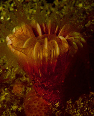 Caryophyllia