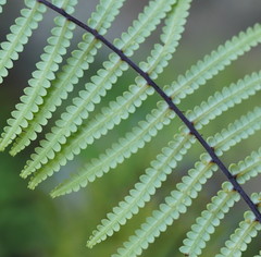 Gleichenia rupestris