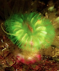 Caryophyllia