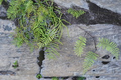 Gleichenia rupestris