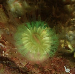 Caryophyllia