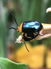 Lamprolina simillima