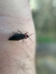 Pyractonema