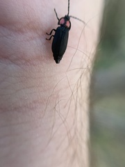 Pyractonema