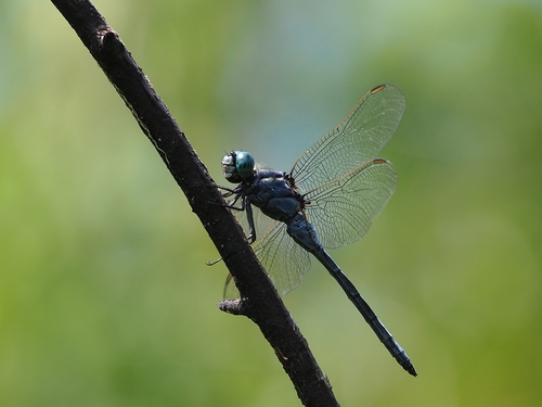 Slender Blue Skimmer photo 2
