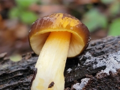 Pluteus romellii