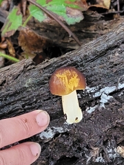 Pluteus romellii