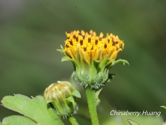 Bidens pilosa pilosa