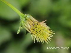 Bidens pilosa pilosa