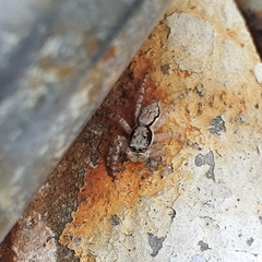 Menemerus bivittatus