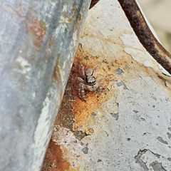 Menemerus bivittatus