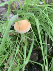 Leratiomyces percevalii