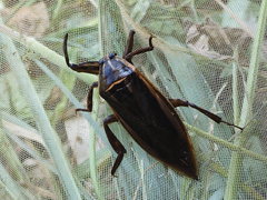 Lethocerus indicus