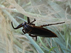 Lethocerus indicus