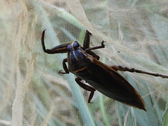 Lethocerus indicus