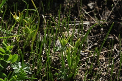 Gagea sulfurea