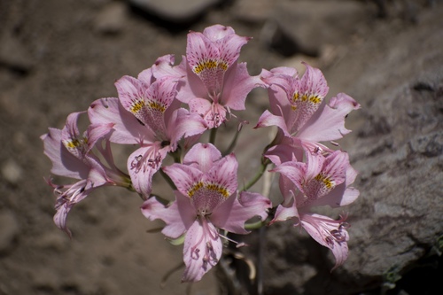Alstroemeria pallida (Alstroemeria pallida)