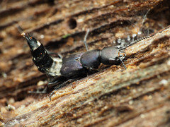Platydracus violaceus