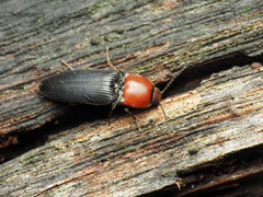 Ampedus rubricollis