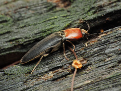 Ampedus rubricollis