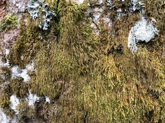 Pterigynandrum filiforme