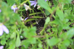 Ceroplastes sinensis