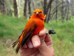 Loxops coccineus