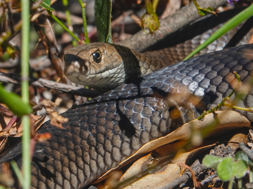 Eastern Brown Snake sighting