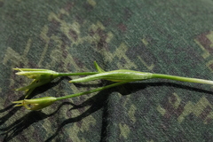 Gagea sulfurea