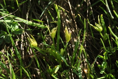 Gagea sulfurea